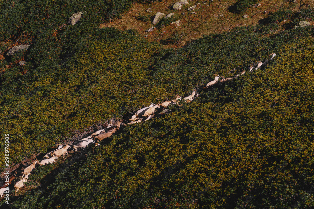 A herd of goats in the mountains of Rosa Khutor. Sochi A herd of goats in the mountains of Rosa Khutor. Sochi