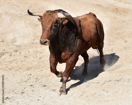 toro bravo español