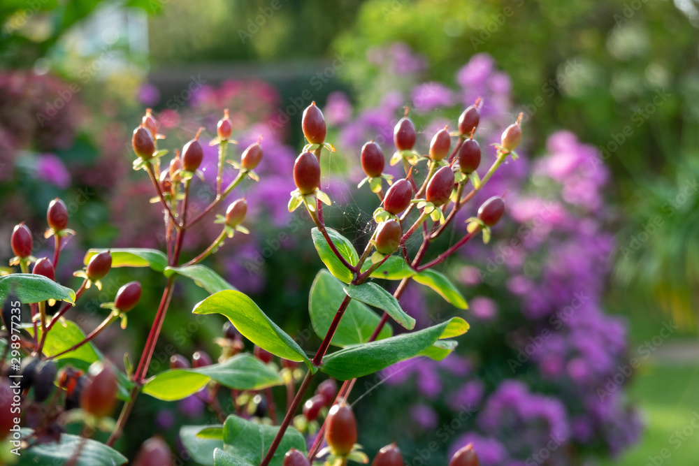 Herbstblumen mit Spinnennetz Herbstblumen mit Spinnennetz