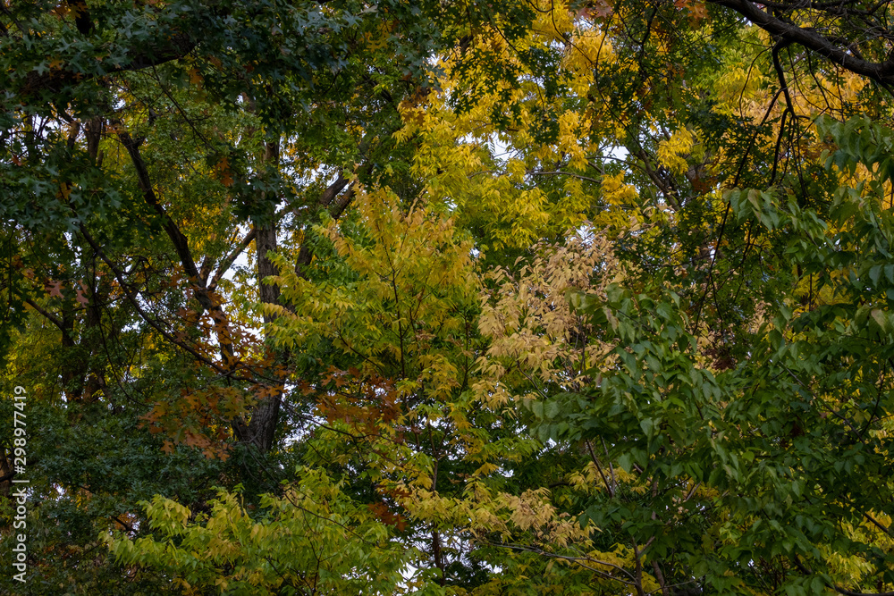 Fall foliage color of Central Park in Manhattan Fall foliage color of Central Park in Manhattan