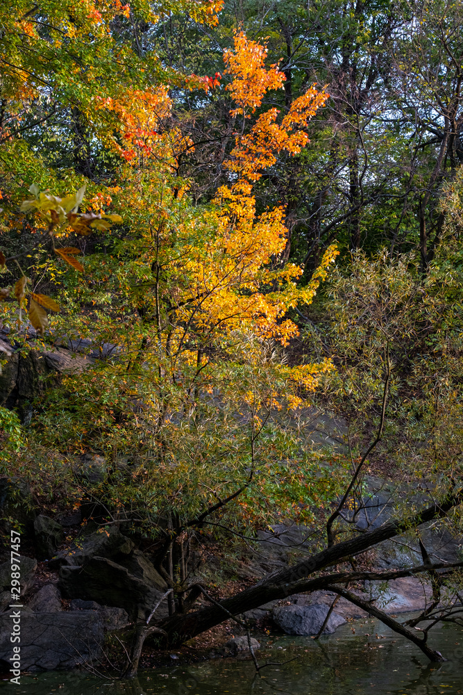Fall foliage color of Central Park in Manhattan Fall foliage color of Central Park in Manhattan