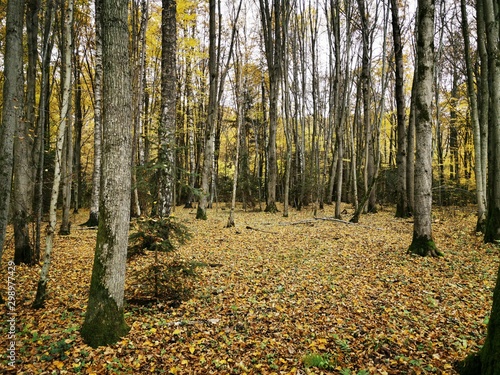 Autumn forest background. Fall day. Beautiful picture with yellow, red and orange leaves.