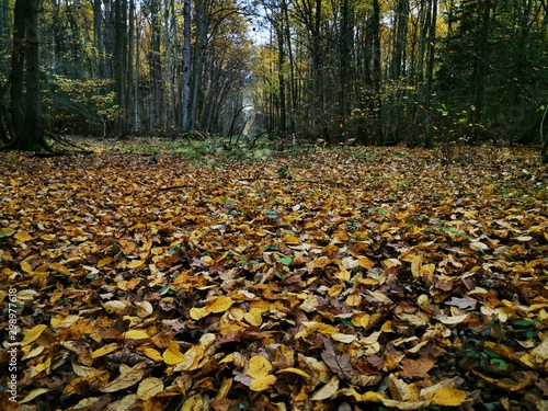 Beautiful picture with yellow, red and orange leav