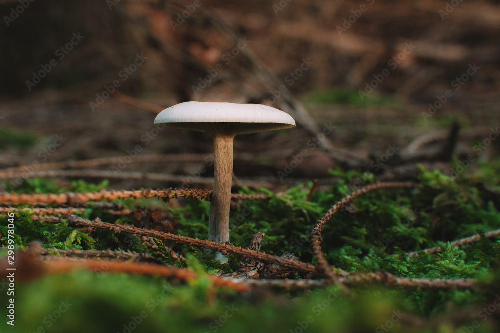 Pilz im Wald Pilz im Wald