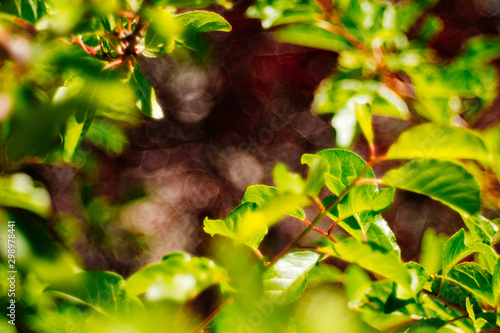 Bokeh background with natural leafy frame Bubble Bokeh from Vintage Trioplan Lens photo