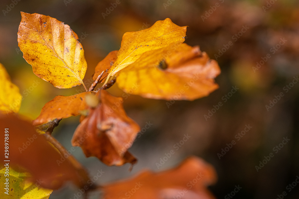 vibrant coloured red and yellow leaves in fall sunlight and shiny vibrant coloured red and yellow leaves in fall sunlight and shiny