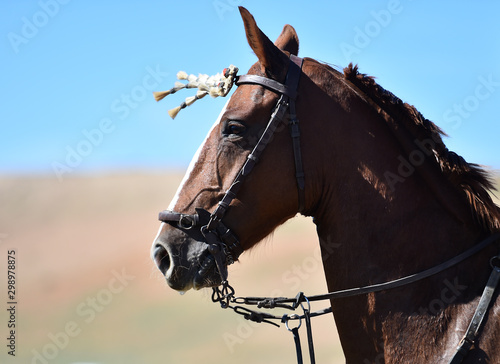 cabeza de caballo español