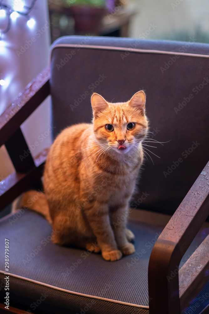 Home interior: chair, plaid.Beautiful red cat sitting on a chair