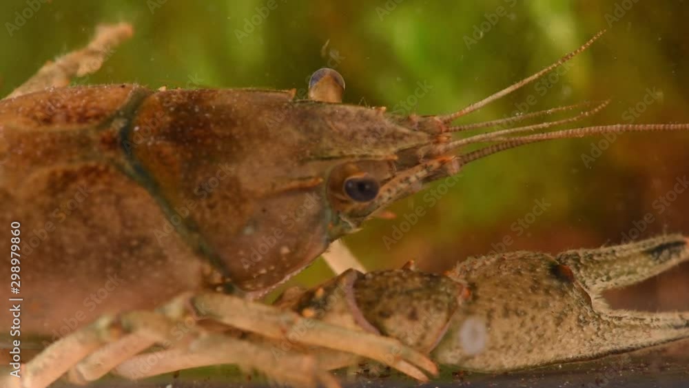 Crayfish or European Crayfish (Astacus astacus), close-up, soft focus Crayfish or European Crayfish (Astacus astacus), close-up, soft focus