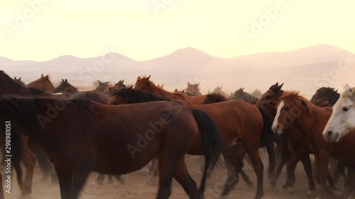 Western cowboy riding horses with in cloud of dust in the sunset photo