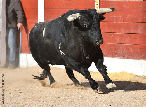 toro negro español