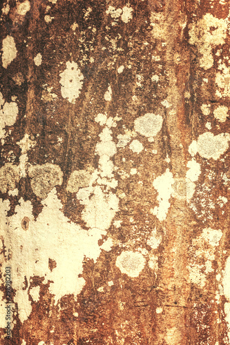 Texture d'écorce d'arbre