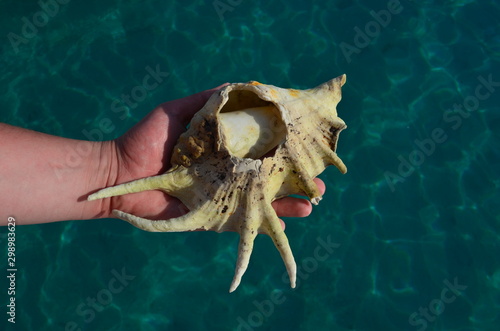 Closeup view of a hand holding big white seashell at turquoize sea water background. Summer vacation backdrop with sea shell in the hand  photo