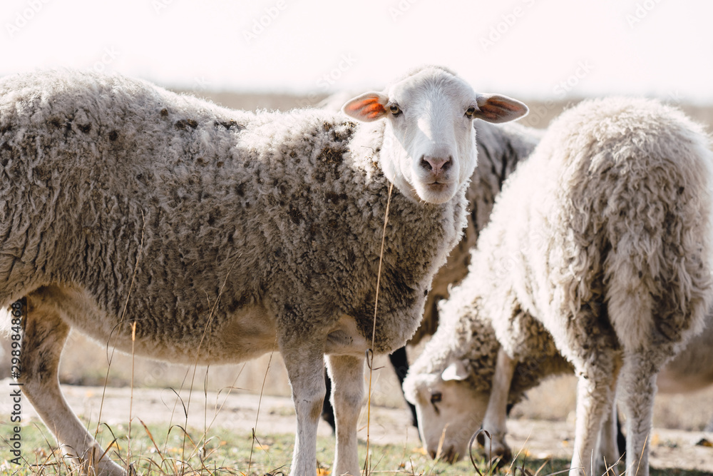 Herd of sheep grazing in the meadow. Domestic animals. Rural scene. Outdoor farming Herd of sheep grazing in the meadow. Domestic animals. Rural scene. Outdoor farming