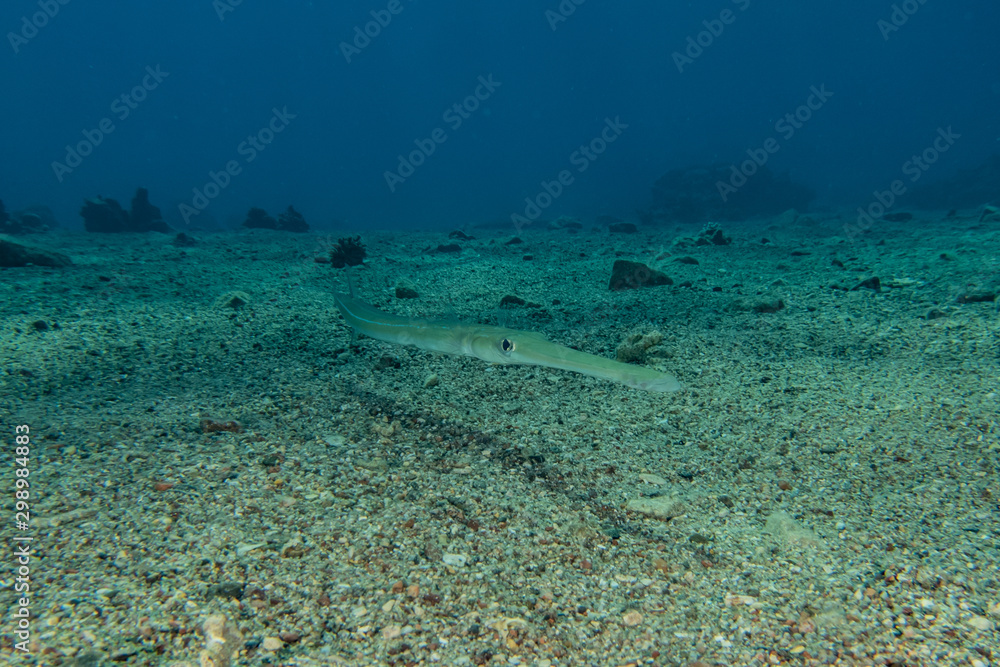 Fototapeta premium Fish swim in the Red Sea, colorful fish, Eilat Israel