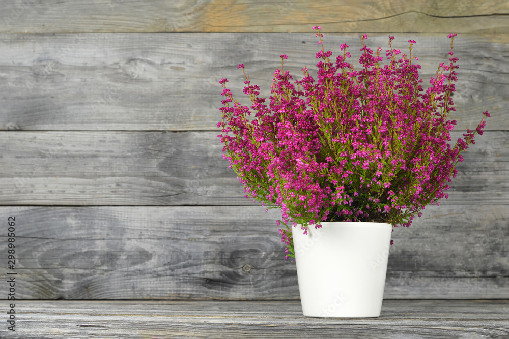 Ταπετσαρία Erica flower in flowerpot on wood background