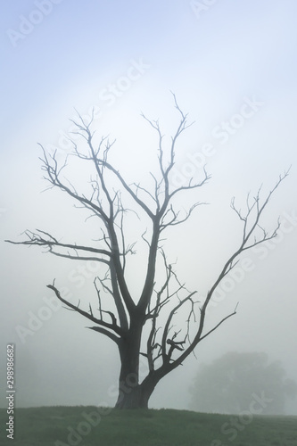 Ghost Gum, dead Gumtree sihlouette through mist. Australian landscape. photo