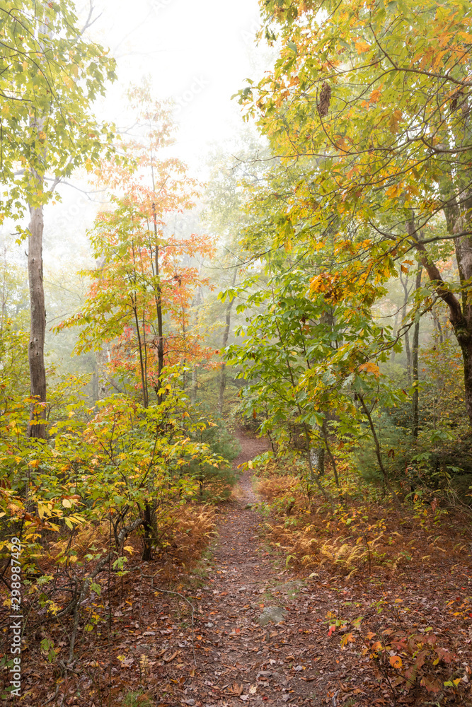 Fall Colors on a Hiking Trail in the Fog in the Pisgah National Forest