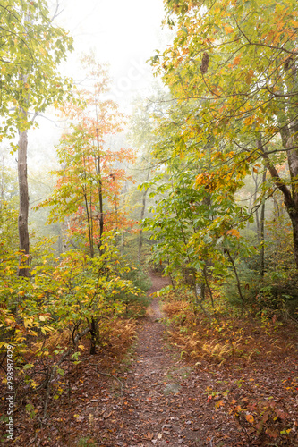 Fall Colors on a Hiking Trail in the Fog in the Pisgah National Forest