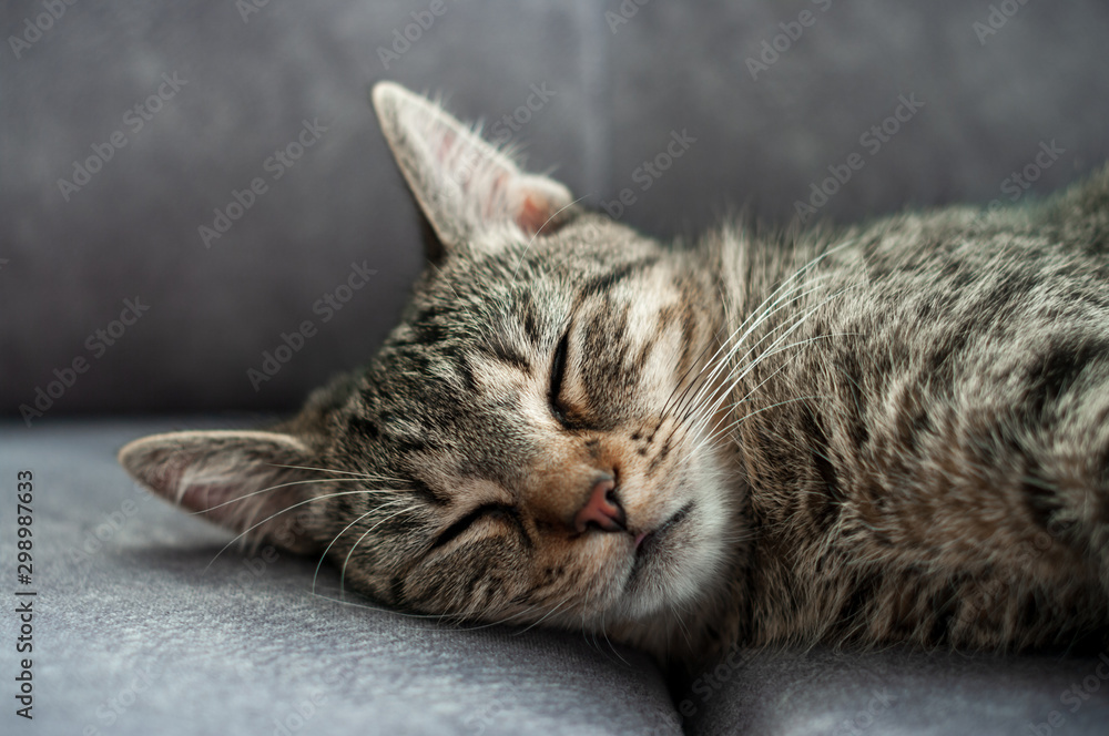 sleeping cat lying on a bed , close-up portrait