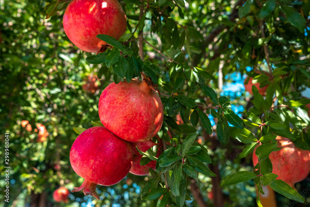 Pomegranate, pomegranate fruits are on tree branch Pomegranate, pomegranate fruits are on tree branch