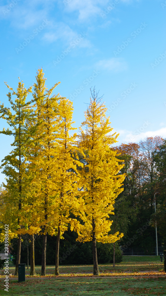 yellow autumn tree standing in park