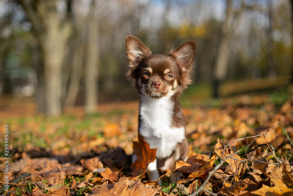  Chocolate chihuahua puppy posing in autumn in the park