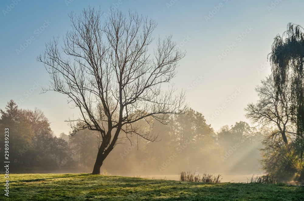 Beautiful colorful morning landscape. Lonely tree in the park illuminated by the morning sun.