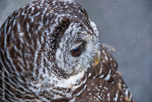 Close up of a Chaco Owl (Strix chacoensis) photo