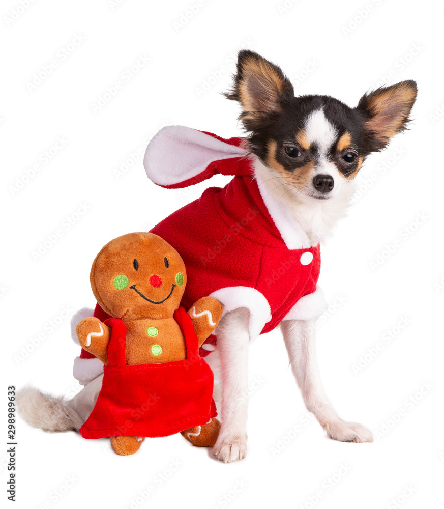 Young Chihuahua dressed in red during Christmas