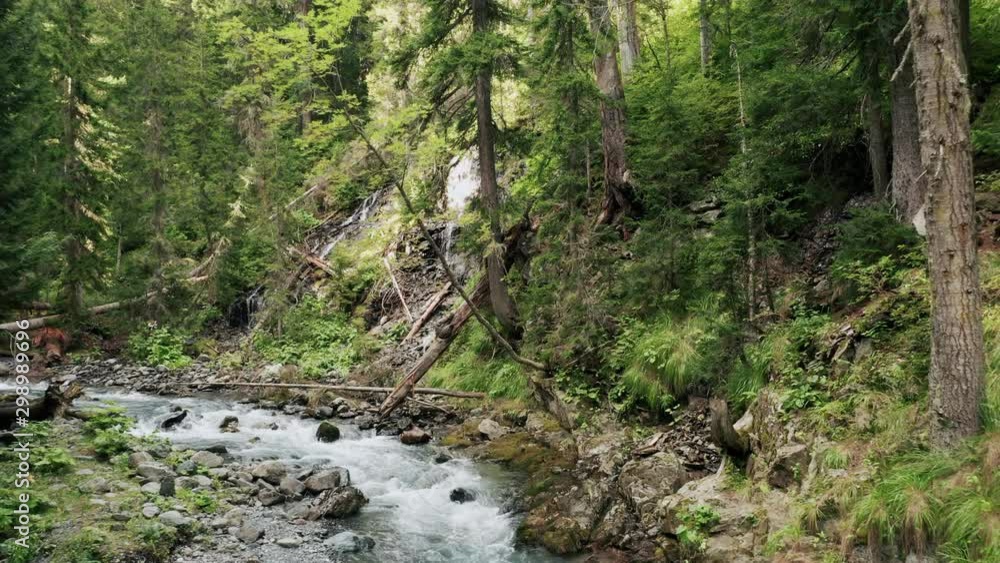 Flow of crystal clear transparent water of mountain river, dense forest on the riversides; stony riverbed and bottom; fantastic nature with falls, firs, fallen tree trunk; magical sunlight on slopes Flow of crystal clear transparent water of mountain river, dense forest on the riversides; stony riverbed and bottom; fantastic nature with falls, firs, fallen tree trunk; magical sunlight on slopes