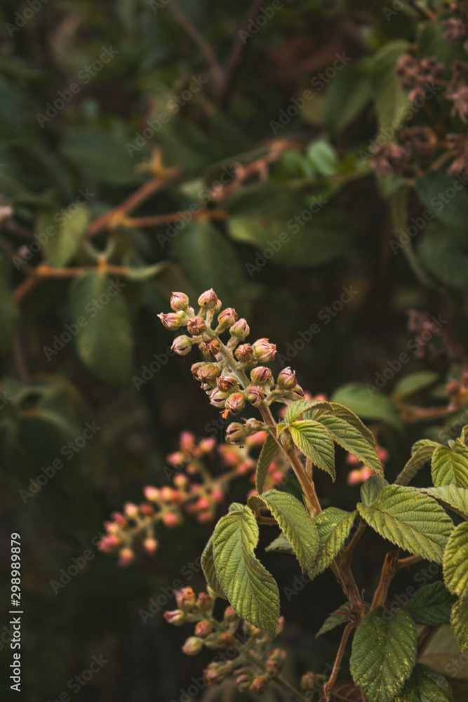 some fruits about to open on a tree branch some fruits about to open on a tree branch