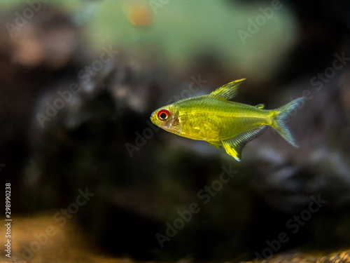 lemon tetra  Hyphessobrycon pulchripinnis   in a fish tank