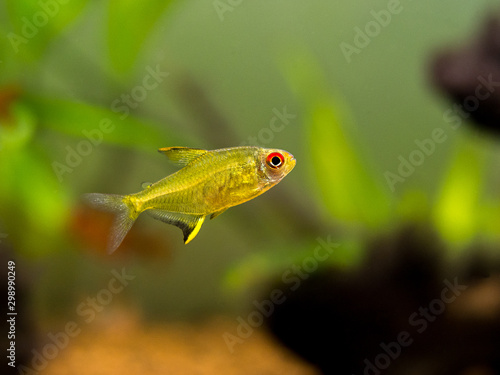 lemon tetra (Hyphessobrycon pulchripinnis ) in a fish tank