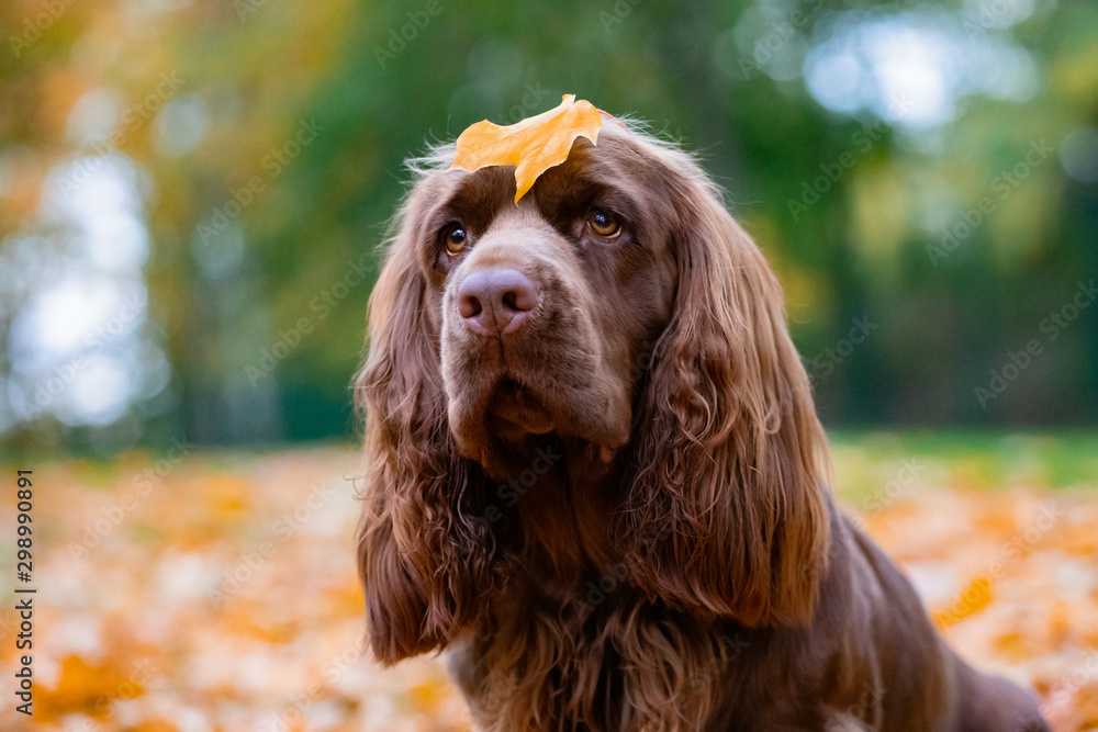 Obraz premium Adorable young brown Sussex Spaniel posing in a park