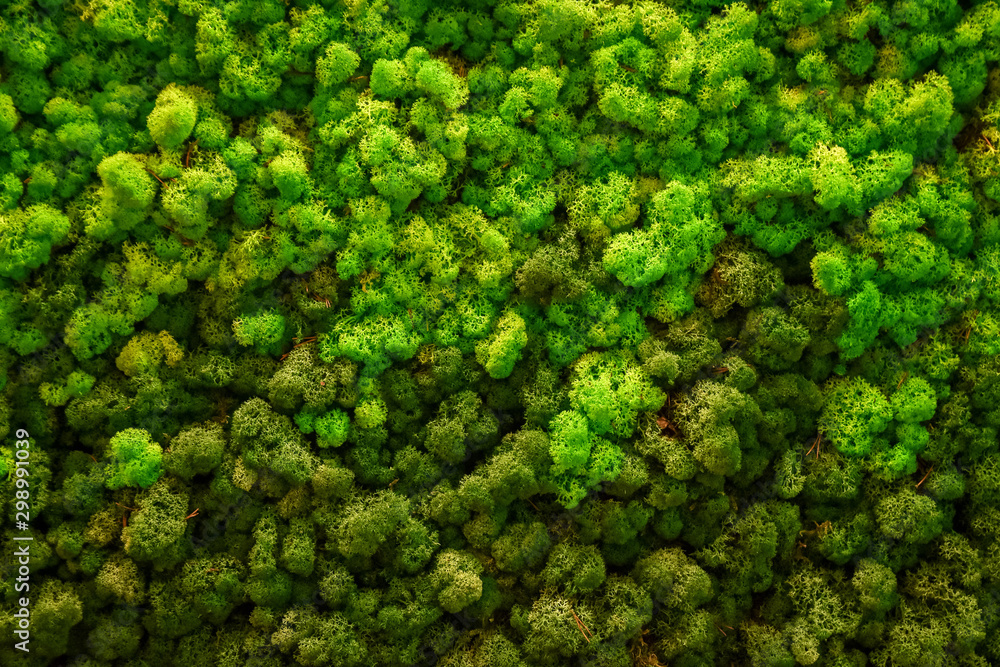 Green Decorative Moss Texture Stock Photo - Download Image Now - Beauty,  Decoration, Design - iStock