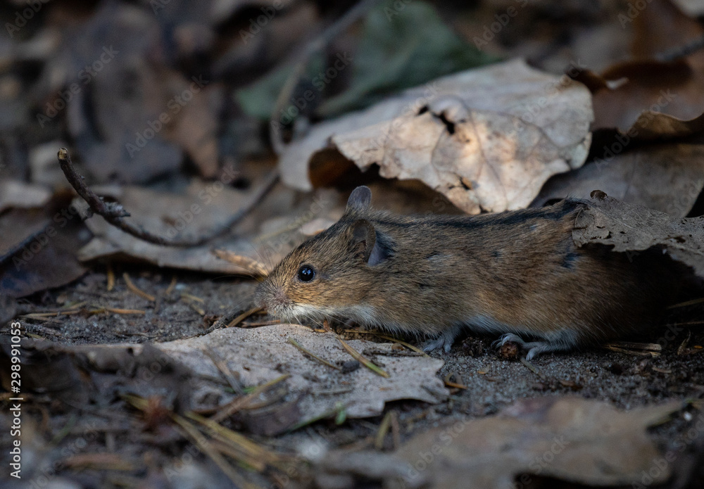 mouse in park, autumn in Poland mouse in park, autumn in Poland