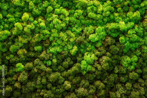 Reindeer green moss texture for decoration, creative background.