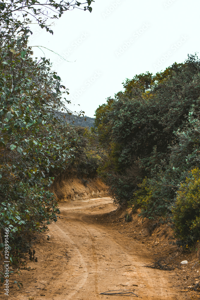 Fototapeta premium A dirt road surrounded by bushes