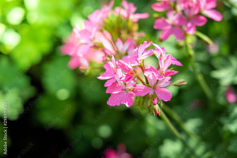 The background image of the colorful flowers The background image of the colorful flowers