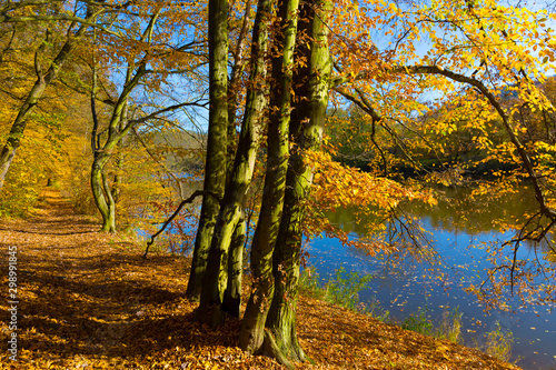 Colorful autumn Nature with old big Trees about River Sazava in Central Bohemia  Czech Republic