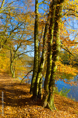 Colorful autumn Nature with old big Trees about River Sazava in Central Bohemia, Czech Republic