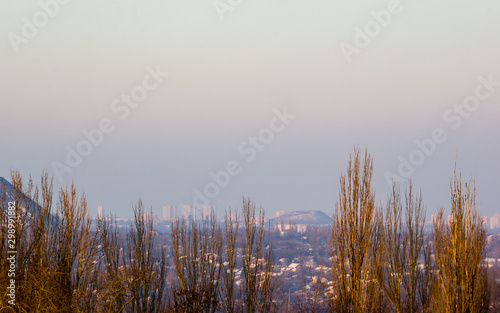 Winter urban frosty landscape - snow covered trees on foggy background © Wingedbull
