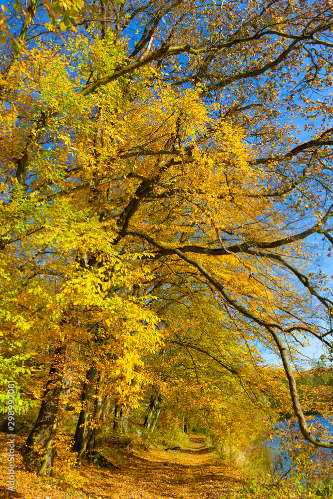 Colorful autumn Nature with old big Trees about River Sazava in Central Bohemia, Czech Republic Colorful autumn Nature with old big Trees about River Sazava in Central Bohemia, Czech Republic