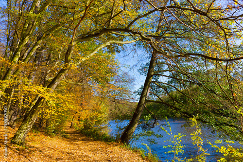 Fototapeta Naklejka Na Ścianę i Meble -  Colorful autumn Nature with old big Trees about River Sazava in Central Bohemia, Czech Republic