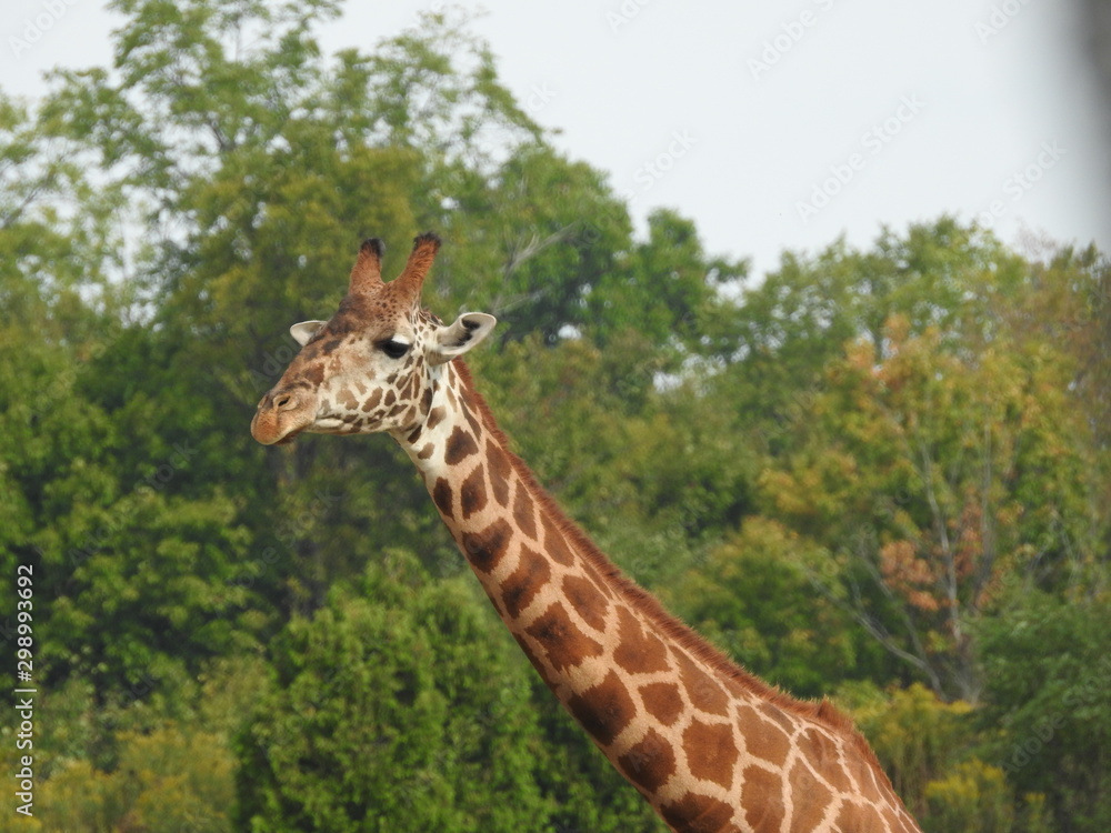 Obraz premium Giraffe Neck