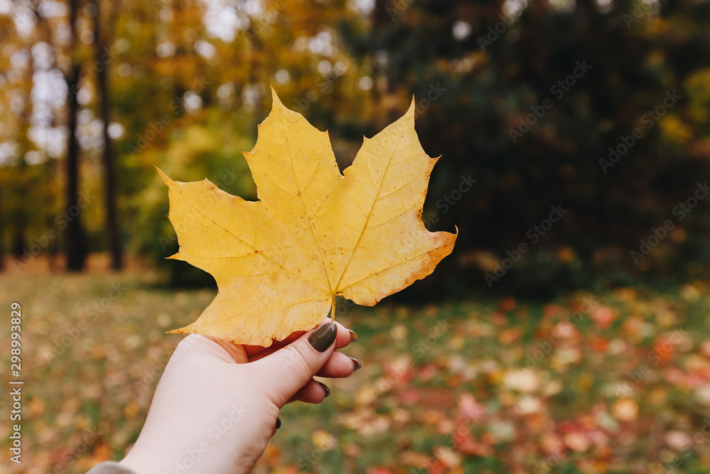 Yellow maple leaf in hand with nature in background. Colorful maple leave. Useful as seasonal autumn background