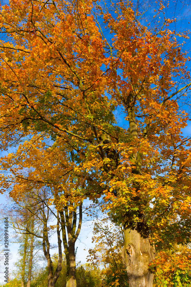 Fototapeta premium Colorful autumn Trees in the Landscape of the central Bohemia, Czech Republic