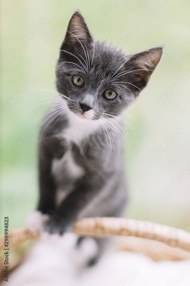 Pretty little gray kitten staying on pillow in basket and looking in camera. Selective focus on cat face. Domestic animals concept. Vertical close up photo. Detailed whiskers, vibrissae and eyes.