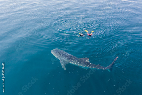 A whale shark, Rhincodon typus, slowly swims near the surface feeding on krill in Indonesia. This is the largest known extant fish species and can reach over 15 meters in length.
